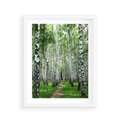 Plakat w ramie 40x50 - Magia lasu pełnego brzóz - las, brzozy - rama biała