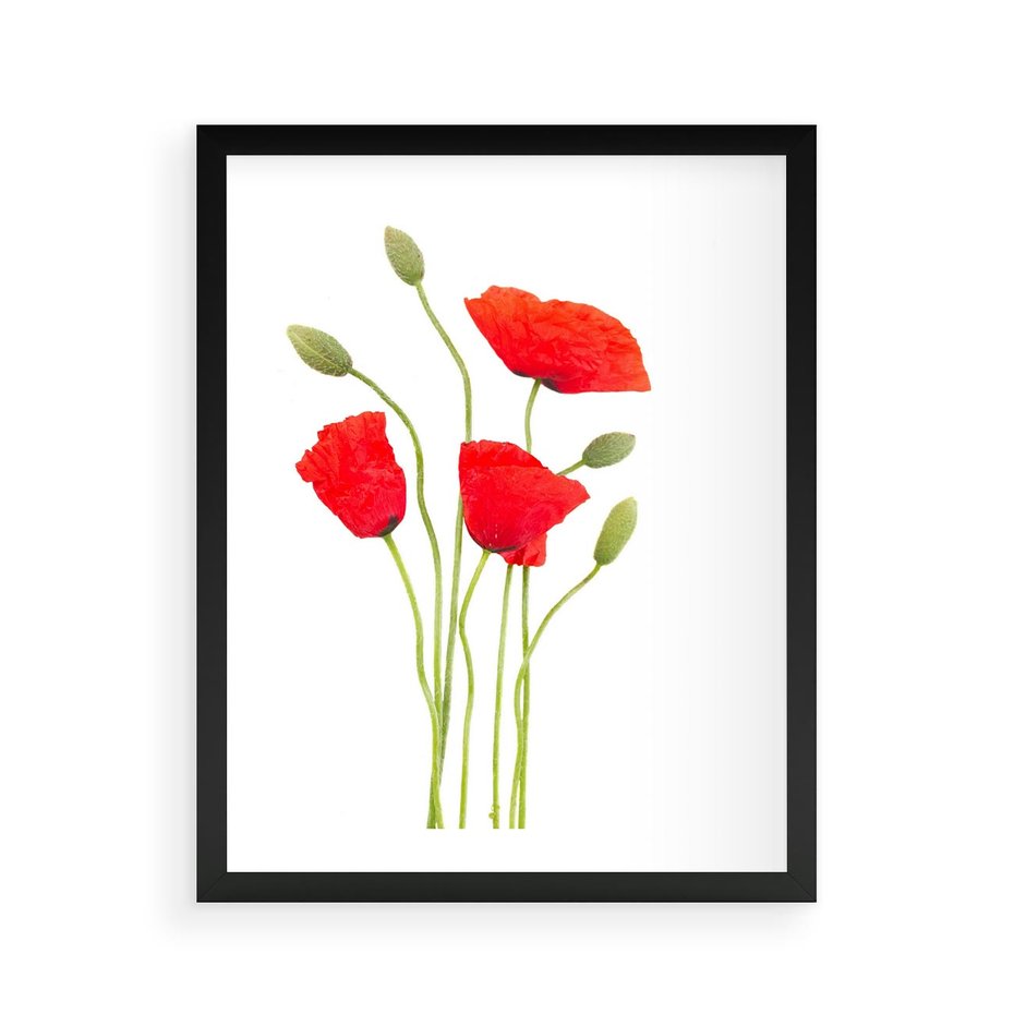 Plakat w ramie 40x50 - Pola maków w pełnym kolorze - maki, kwiaty - rama czarna