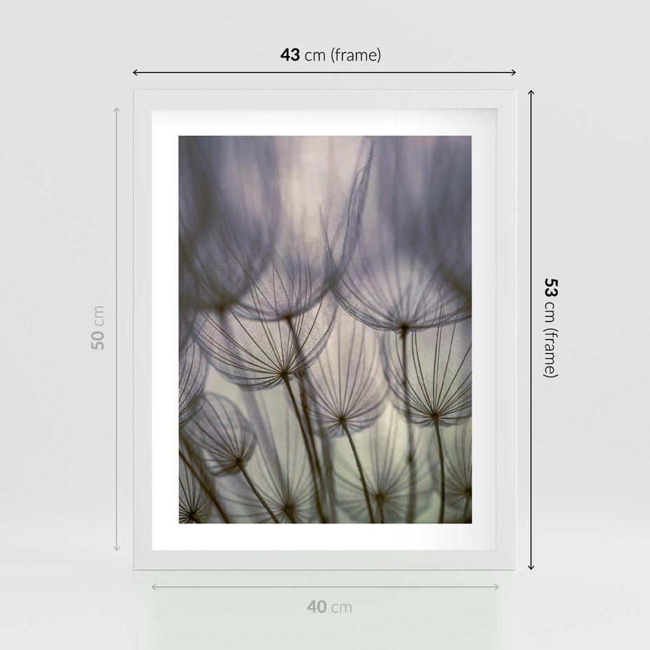 Plakat w ramie 40x50 - Makro dmuchawiec - piękno drobnych detali - dmuchawce, makro - rama biała