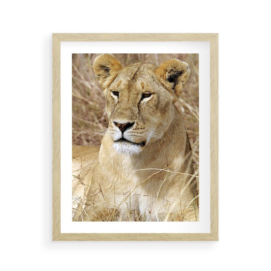 Plakat w ramie 40x50 - Potęga lwów w Afryce - lew, lwica - rama drewno