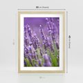 Plakat w ramie 30x40 - Urok lawendy - lawenda, kwiaty - rama drewno