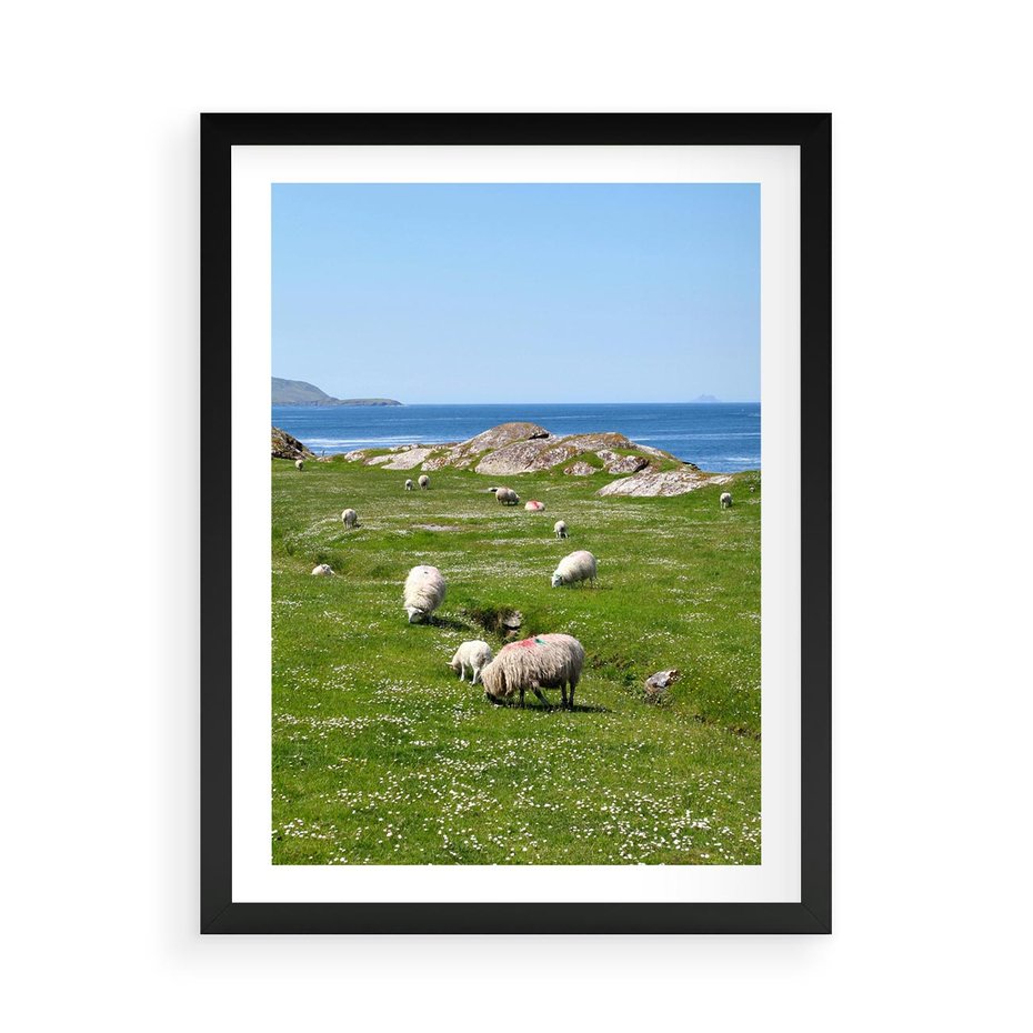 Plakat w ramie 50x70 - Górskie Owce - góry, owce - rama czarna
