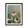 Plakat w ramie 50x70 - Natura w Pełnym Blasku - kwiaty na łące, różowe kwiaty polne - rama czarna