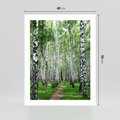Plakat bez ramy 40x50 - Magia lasu pełnego brzóz - las, brzozy