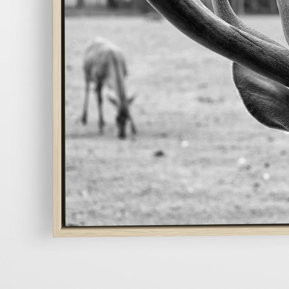 Obraz w ramie 70x50 - Przygubione motyle marzeń - fotografia czarno biała, młody jeleń w zagrodzie - rama drewno