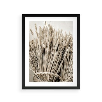 Plakat w ramie 50x70 - Letni Plon - zboże, kłosy zboża - rama czarna