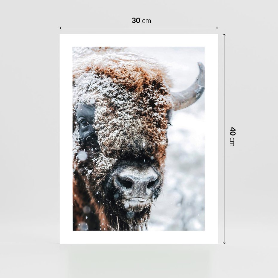Plakat bez ramy 30x40 - Żubr w Krainie Śniegu - żubr, zima
