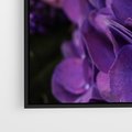 Obraz w ramie 70x50 - Fioletowa hortensja - kwiaty, hortensja - rama czarna
