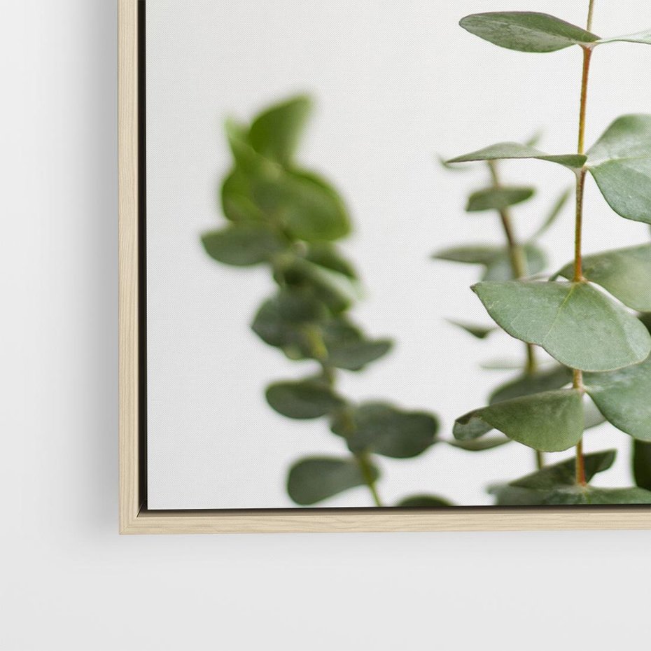 Obraz w ramie 80x80 - Żywa eukaliptusowa zieleń - eukaliptus, zielone - rama drewno