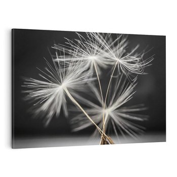 Obraz na płótnie 70x50 - Delikatność dmuchawców zbliżenie - dmuchawce, zbliżenie