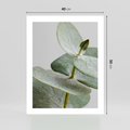 Plakat bez ramy 40x50 - Eukaliptusowa zieleń - eukaliptus, zielone