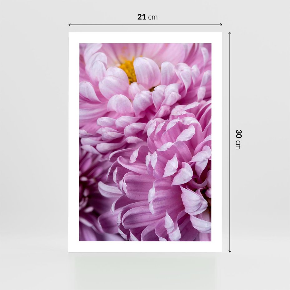 Plakat bez ramy 21x30 - Fioletowy zawrót głowy - kwiat, różowy kwiat