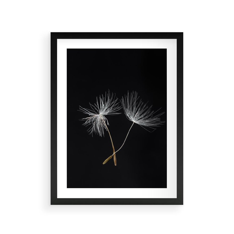 Plakat w ramie 30x40 - Delikatność Wiatru - dmuchawce, makro - rama czarna