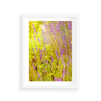 Plakat w ramie 30x40 - Delikatność natury - lawenda, kwiaty - rama biała