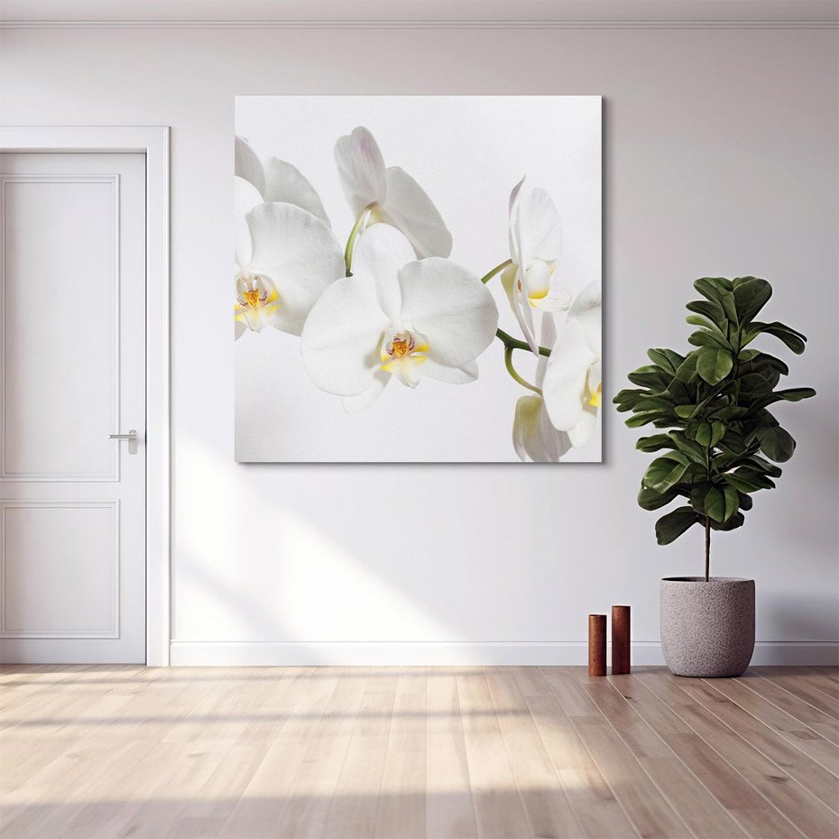 Obraz na płótnie 50x50 - Orchidea Kwiat - orchidea, kwiat