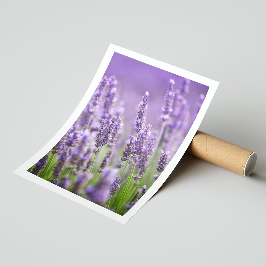 Plakat bez ramy 40x50 - Urok lawendy - lawenda, kwiaty