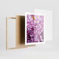 Plakat w ramie 40x50 - Fioletowy zawrót głowy - kwiat, różowy kwiat - rama drewno