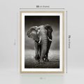Plakat w ramie 50x70 - Majestatyczny słoń Afryki - słoń, Afryka - rama drewno
