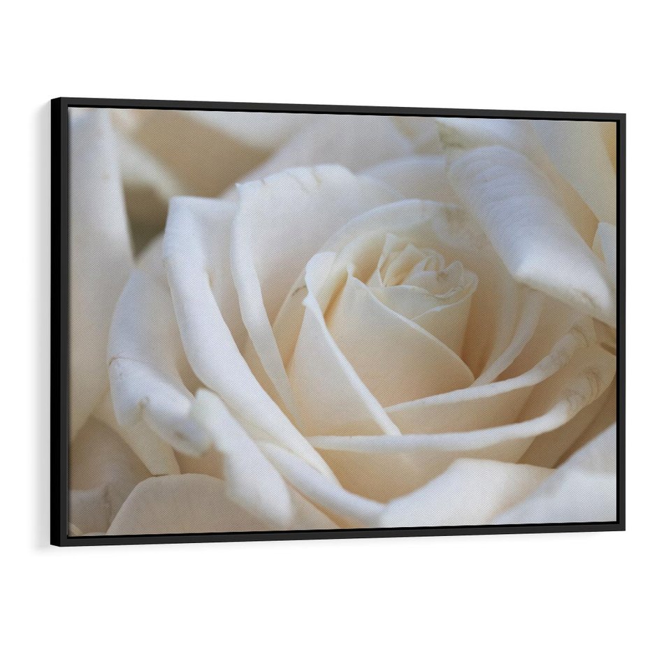 Obraz w ramie 70x50 - Białe róże piękności - białe, róże - rama czarna