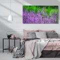 Obraz na płótnie 140x70 - Lawenda magia purpury - lawenda, kwiaty