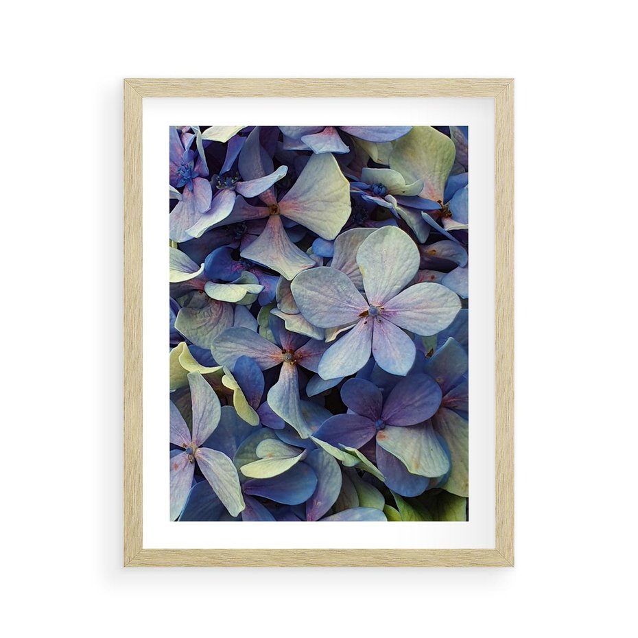 Plakat w ramie 40x50 - Hortensja - delikatność kwiatów - hortensja, kwiaty - rama drewno