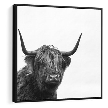 Obraz w ramie 50x50 - Moc i Spokój - amerykańskie bydło, byk - rama czarna