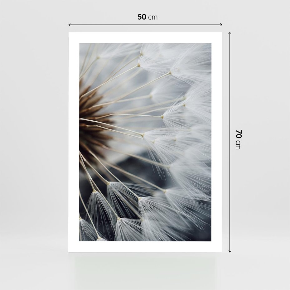 Plakat bez ramy 50x70 - Dmuchawce w Naturze - dmuchawiec, zbliżenie