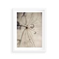 Plakat w ramie 30x40 - Makro Uroda: Kropla na Dmuchawcu - zbliżenie makro, kropla wody na ziarenku dmuchawca - rama biała