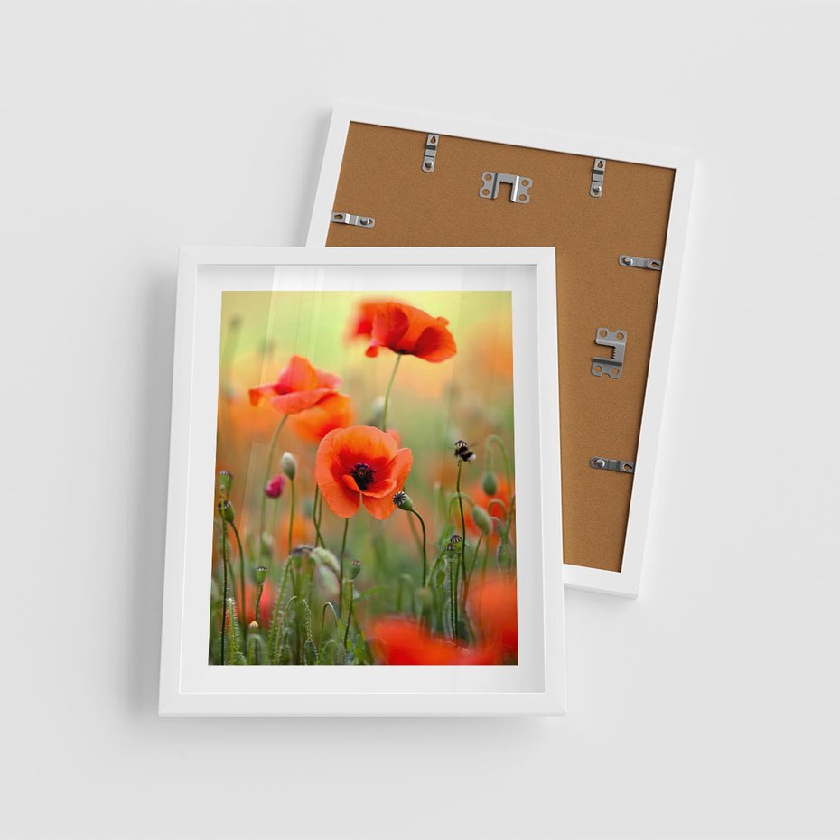 Plakat w ramie 40x50 - Makowa Pasja - maki, kwiaty - rama biała
