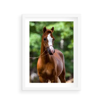 Plakat w ramie 50x70 - Portret Szlachetnego Konia - koń, portret - rama biała