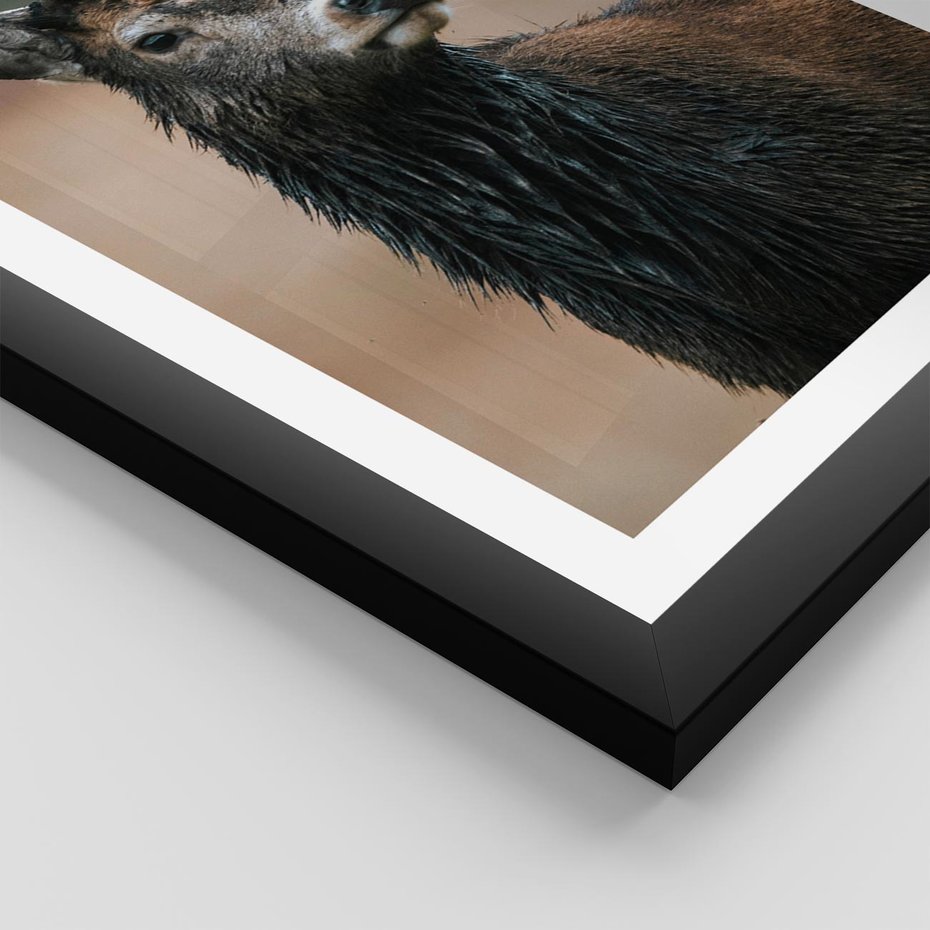 Plakat w ramie 30x40 - Spokojny jeleń - jeleń, las - rama czarna