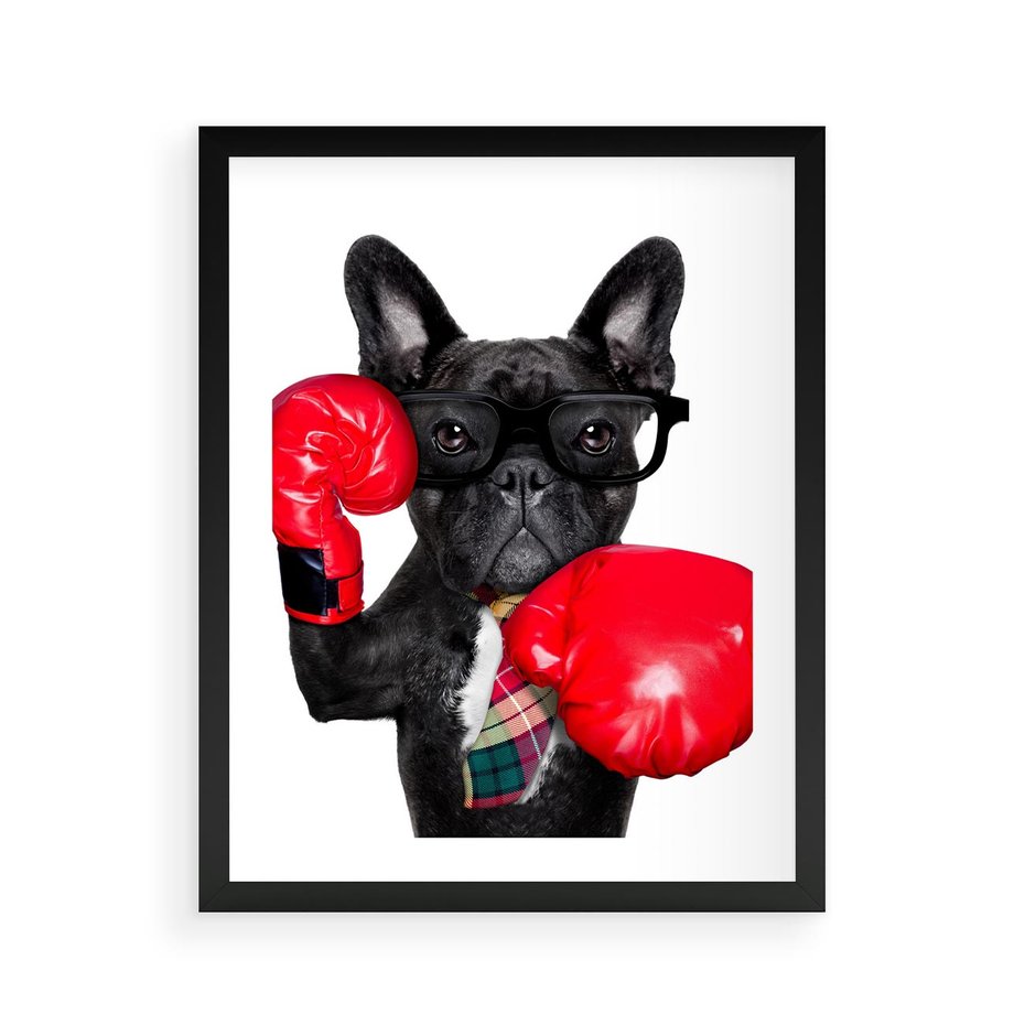 Plakat w ramie 40x50 - Boksujący mops - pies - boks, mops - rama czarna