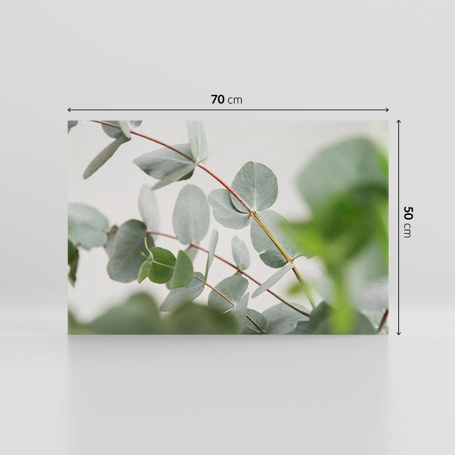 Obraz na płótnie 70x50 - Liście eukaliptusa w naturze - eukaliptus, liście