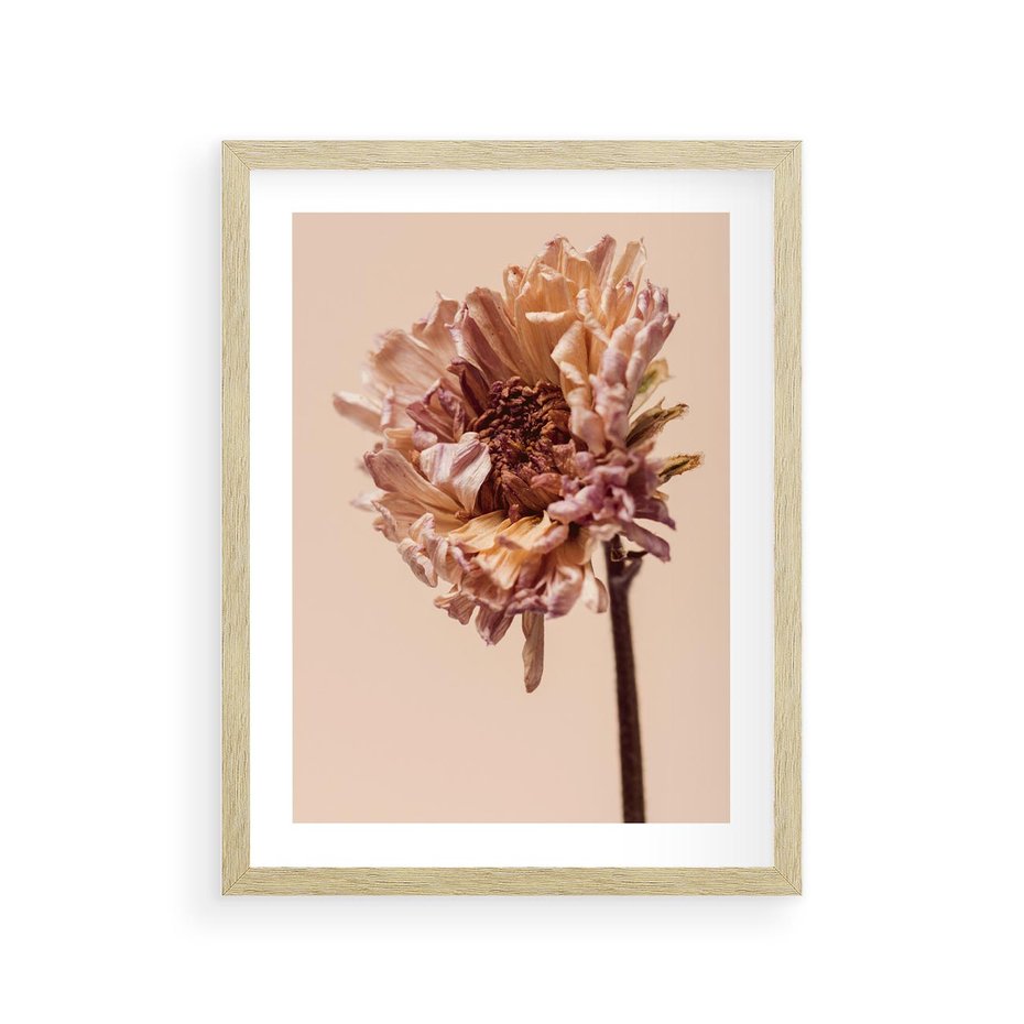 Plakat w ramie 30x40 - Delikatne piękno - suche, kwiaty - rama drewno