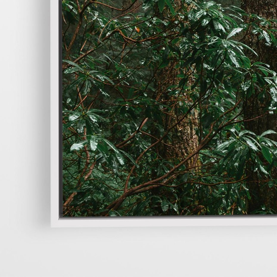 Obraz w ramie 70x50 - Mgliste Marzenia - artystyczna fotografia, las - rama biała