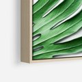 Obraz w ramie 50x50 - Monstera - Liście Kwiaty - monstera, liście - rama drewno