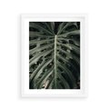 Plakat w ramie 40x50 - Majestatyczny Liść Monstery - liść monstery, majestatyczny liść - rama biała