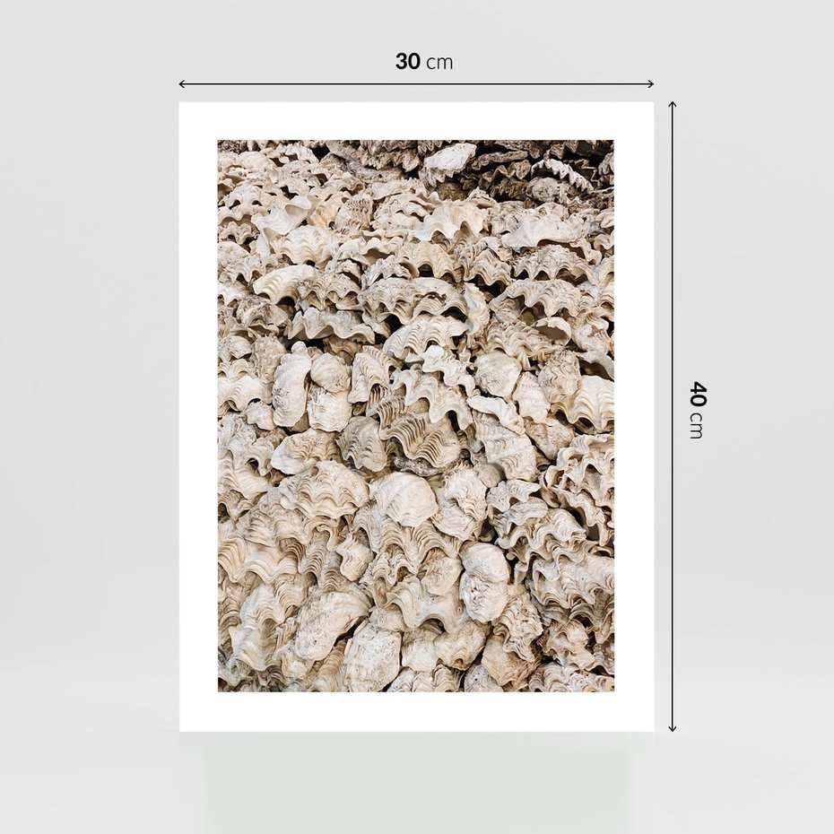 Plakat bez ramy 30x40 - Symfonia Natury - kompozycja z białych muszli