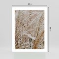 Plakat bez ramy 40x50 - Beżowa Trawa - suche trawy, zbliżenie