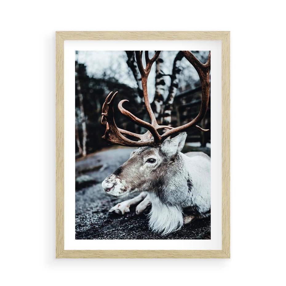 Plakat w ramie 50x70 - W Zimowej Krainie - renifer, zima - rama drewno