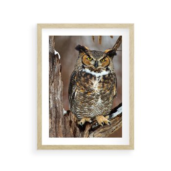 Plakat w ramie 30x40 - Tajemniczy Stróż - sowa, las - rama drewno