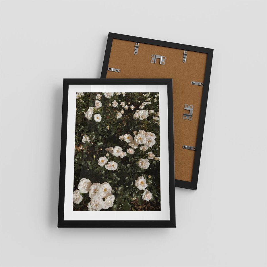 Plakat w ramie 30x40 - Czyste Piękno - białe kwiaty, białe róże - rama czarna
