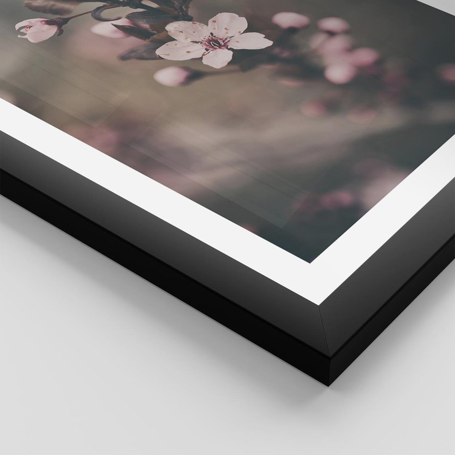 Plakat w ramie 50x70 - Przemijający Urok - kwitnąca, wiśnia - rama czarna