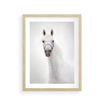 Plakat w ramie 30x40 - Elegancja białego konia - biały, koń - rama drewno