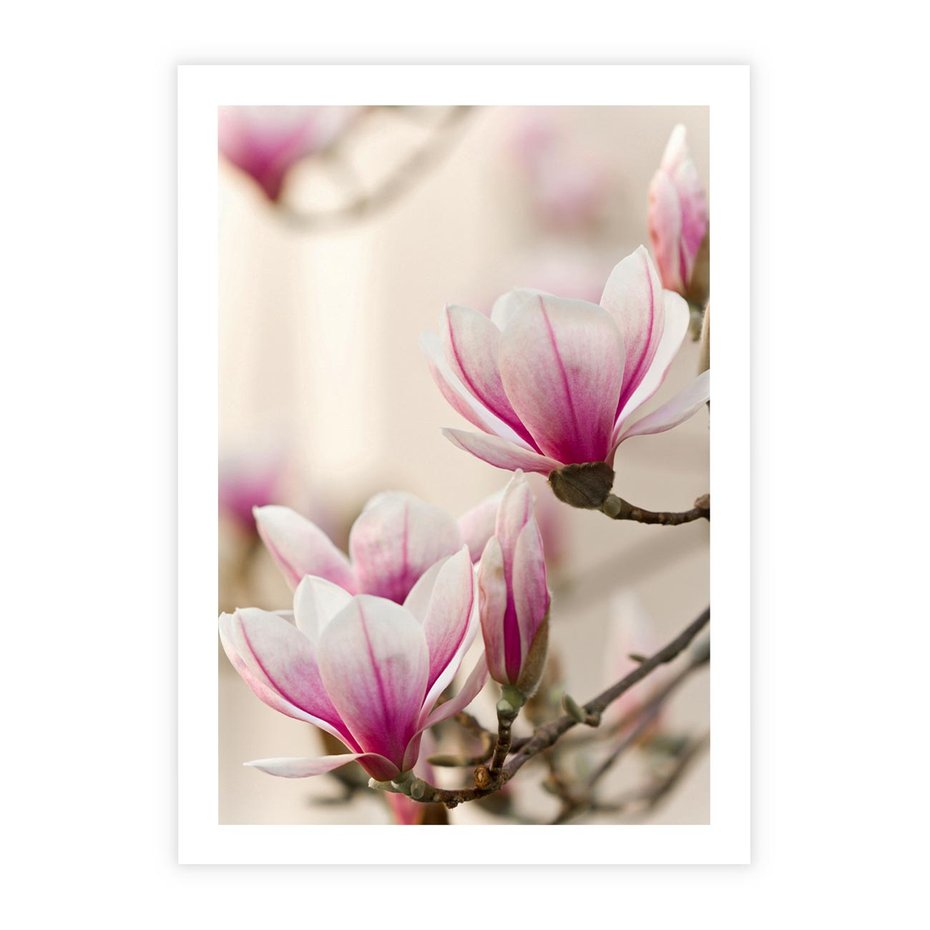 Plakat bez ramy 50x70 - Urok Magnolii - magnolie, kwiaty
