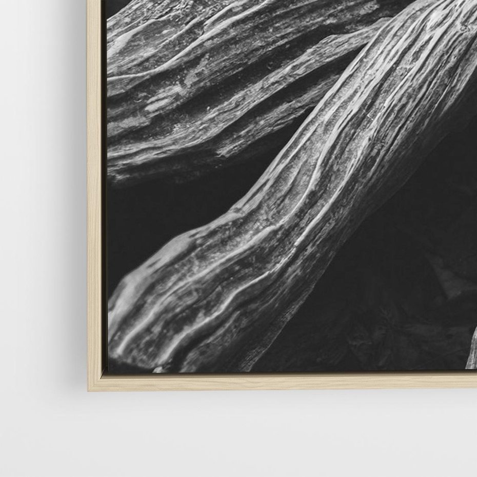 Obraz w ramie 100x70 - Siła Natury - czarno biała fotografia, korzenie wielkiego drzewa - rama drewno