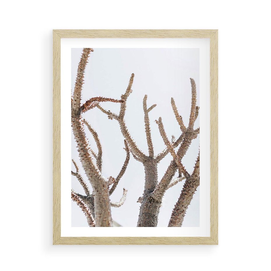 Plakat w ramie 50x70 - Pustynna Harmonia Gałęzi - pustynna roślina, suche gałęzie - rama drewno
