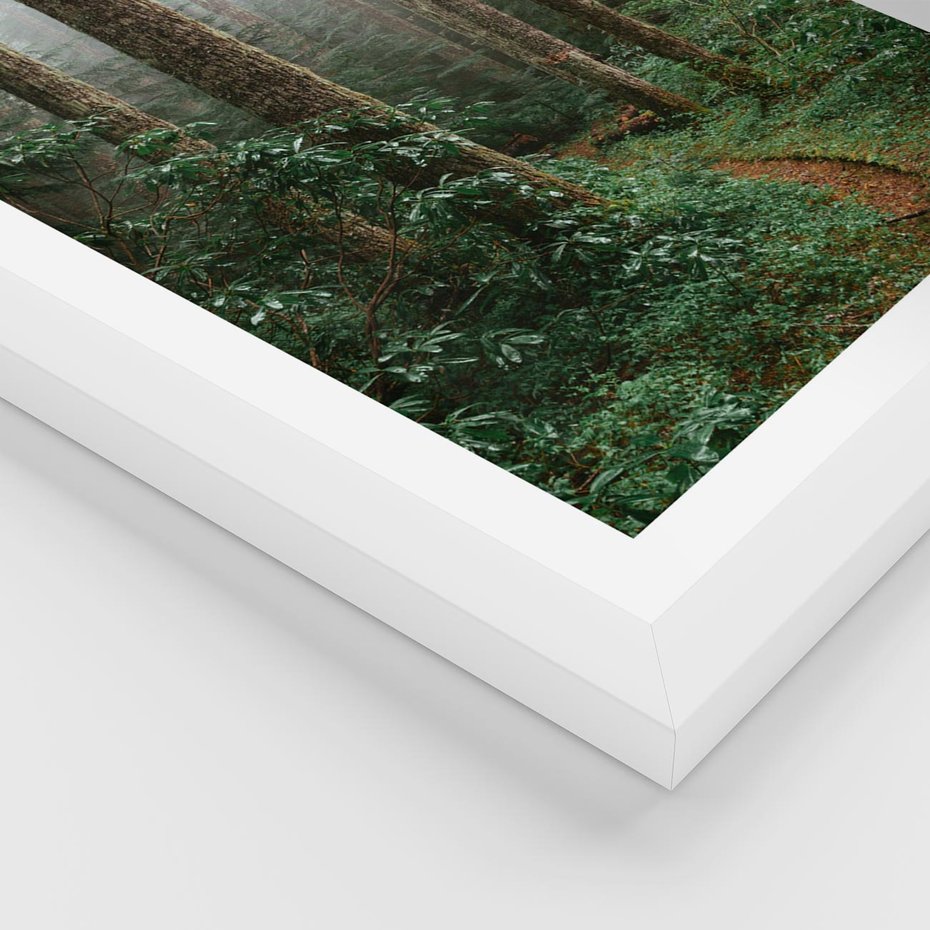 Plakat w ramie 40x50 - Mgliste Marzenia - artystyczna fotografia, las - rama biała