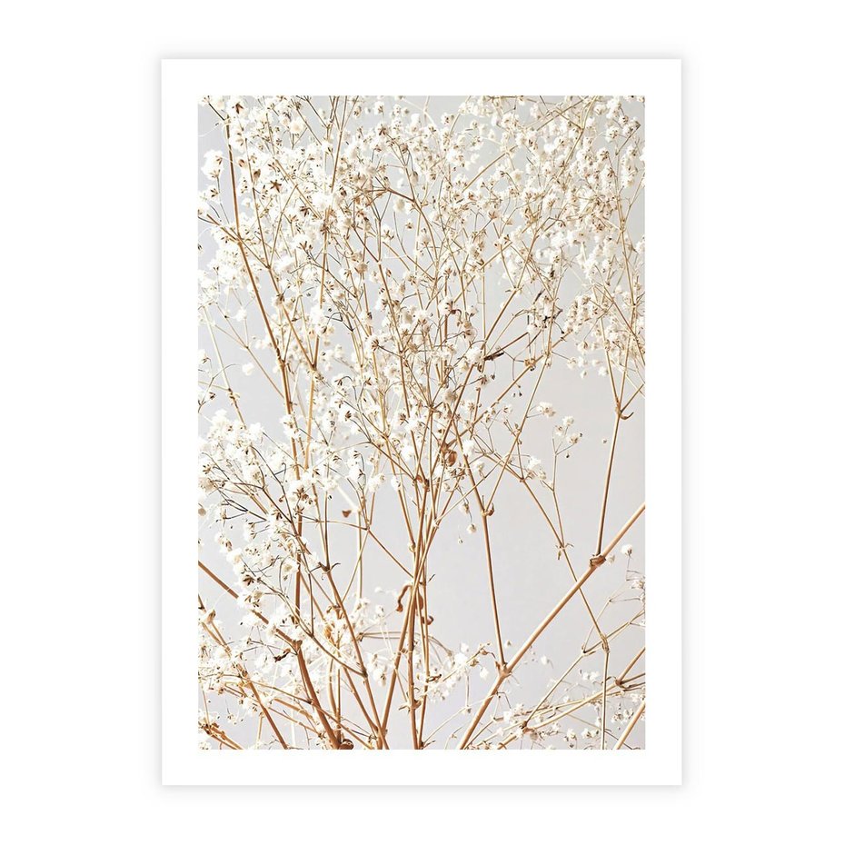 Plakat bez ramy 50x70 - Minimalistyczna Delikatność - białe kwiaty, gipsówka