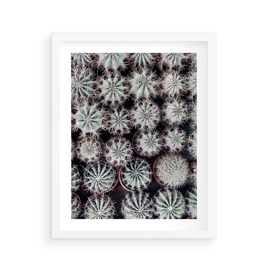 Plakat w ramie 40x50 - Wzór Kaktusów - kaktusy w doniczkach, ujęcie z góry - rama biała